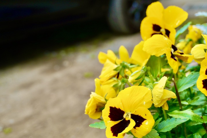 Mac 写真アプリでカラーをいじってみた