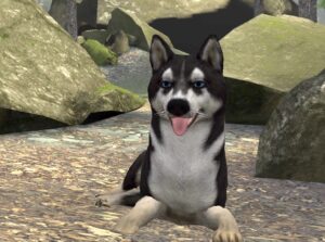 【Happy Hill Dog Park】自然溢れる公園の中で犬と遊べるワールド！