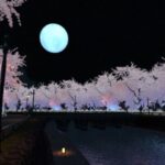 VRChatワールド紹介 幽桜夜川 サムネイル