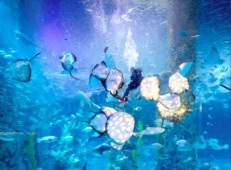 VRChatワールド紹介 Deep sea aquarium サムネイル
