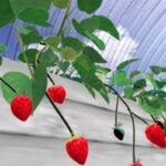 VRChatワールド紹介 いちご狩り ⁄ strawberry picking サムネイル